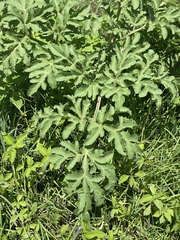 Prionosciadium thapsoides