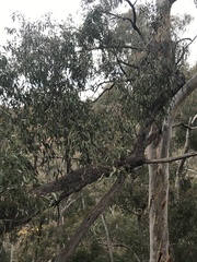 Eucalyptus macrorhyncha