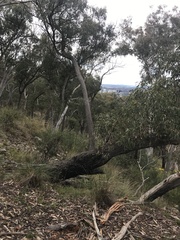 Eucalyptus macrorhyncha
