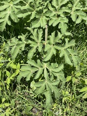 Prionosciadium thapsoides
