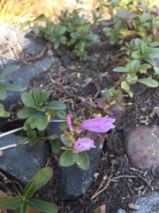 Penstemon