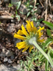 Hymenoxys hoopesii