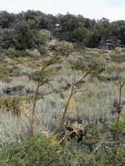 Angelica lineariloba