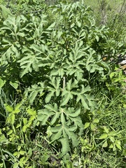 Prionosciadium thapsoides