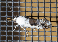 Ponometia phecolisca