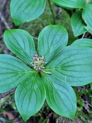 Arctocrania