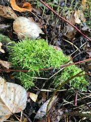 Brachythecium rivulare