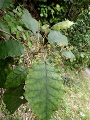 Brachyglottis repanda