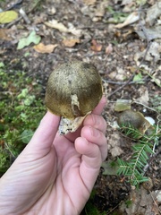 Tricholoma subsejunctum