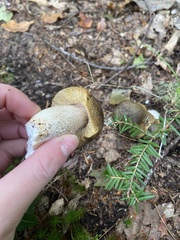 Tricholoma subsejunctum