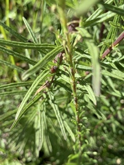Chromolaena pulchella