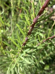 Chromolaena pulchella