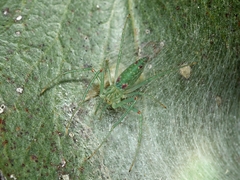 Araneus talipedatus