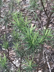 Cassinia longifolia
