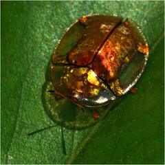 Aspidimorpha quadriremis