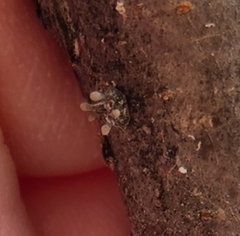 Helicogloea compressa