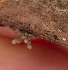 Helicogloea compressa