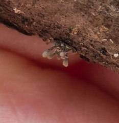 Helicogloea compressa