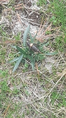 Lluciapomaresius stalii