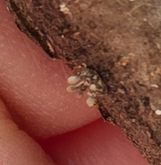 Helicogloea compressa