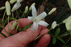 Clematis clitorioides