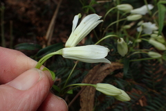 Clematis clitorioides