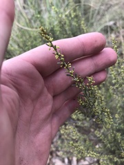 Phyllanthus occidentalis