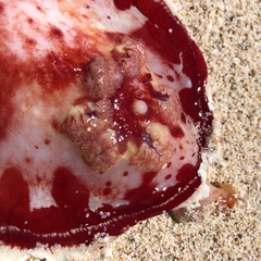 Hexabranchus sanguineus