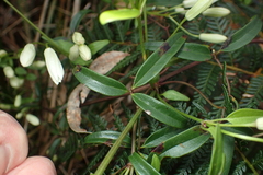 Clematis clitorioides