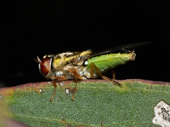 Odontomyia