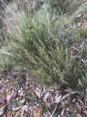 Phyllanthus occidentalis