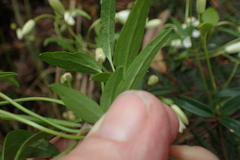 Clematis clitorioides