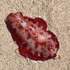 Hexabranchus sanguineus