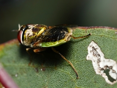 Odontomyia