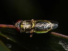 Odontomyia