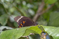 Papilio aegeus