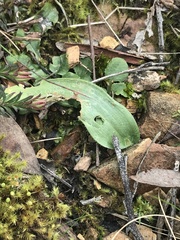 Glossodia major