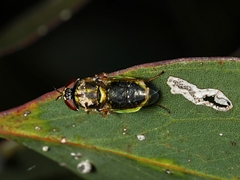 Odontomyia