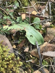 Glossodia major