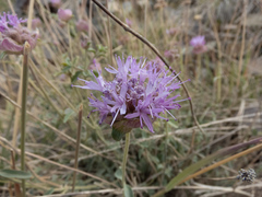 Monardella odoratissima glauca
