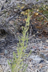 Brickellia oblongifolia