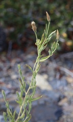 Brickellia oblongifolia