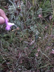 Agalinis peduncularis