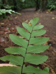 Adiantum latifolium