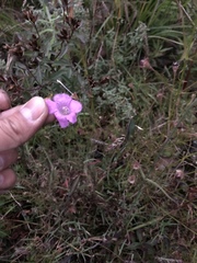 Agalinis peduncularis