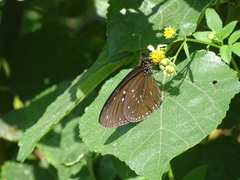 Euploea sylvester swinhoei