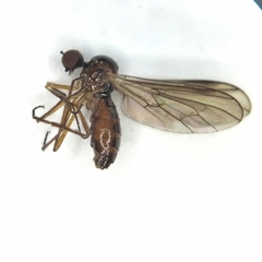 Ocydromiinae