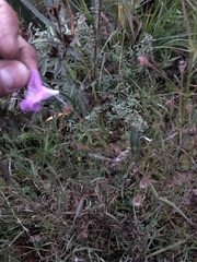 Agalinis peduncularis