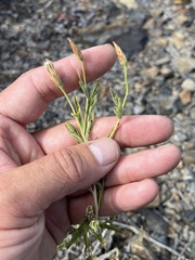 Brickellia oblongifolia