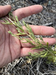 Brickellia oblongifolia